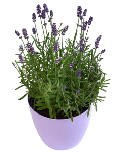 Lavanda - Lavandula Angustifolia