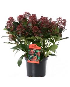 Liliac Japonez Rubella - Skimmia Japonica Rubella