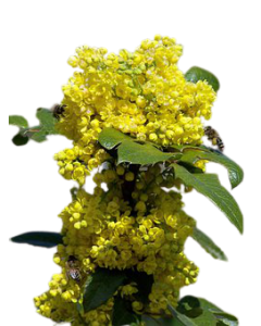 Mahonia Japonica