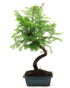 Bonsai Conifer - Bonsai Metasequoia