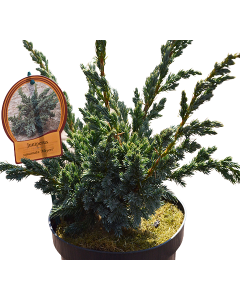 Ienupar Mayeri - Juniperus Squamata 'Mayeri'