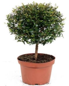 Mirt - Myrtus Communis