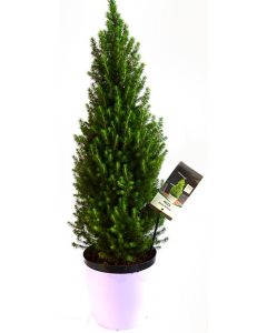 Molid Conic Pitic - Picea Glauca Conica
