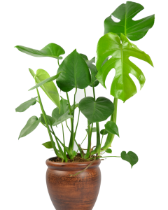 Monstera - Monstera Deliciosa