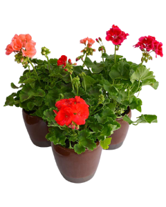 Muscata - Pelargonium Zonale