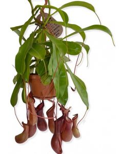 Nepenthes - Nepenthes Alata
