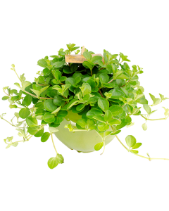 Peperomia Rotundifolia