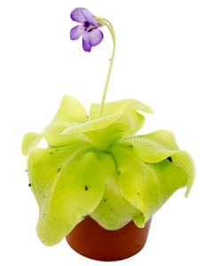 Pinguicula - Foaie Grasa