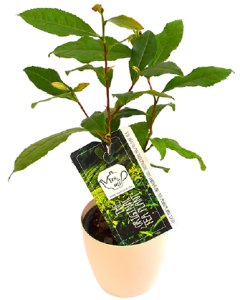 Planta de Ceai - Camellia Sinensis