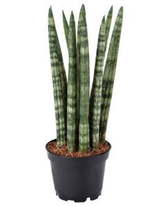 Sulita africana - Sansevieria Cylindrica