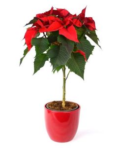 Poinsettia - Floarea Craciunului