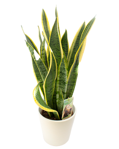 Limba Soacrei - Sansevieria Trifasciata