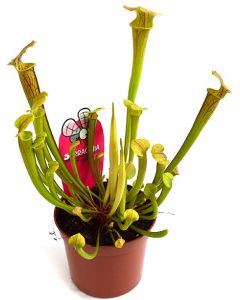 Sarracenia - Planta Ulcior