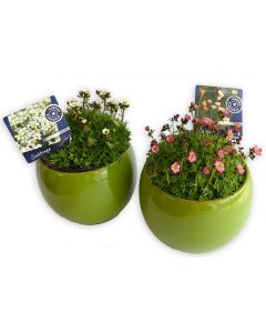 Saxifraga - Saxifraga Ardensii (pentru stancarie)