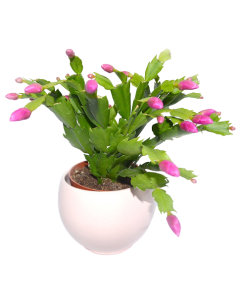 Cactus de Craciun - Schlumbergera