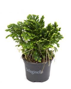 Salaginella Jori - Salaginella Martensii (Muschi de camera)