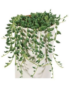 Senecio Herreianus