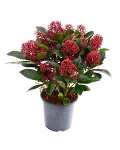 Liliac japonez Rubella - Skimmia japonica