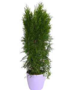 Tuia Smaragd - Thuja Occidentais Smaragd