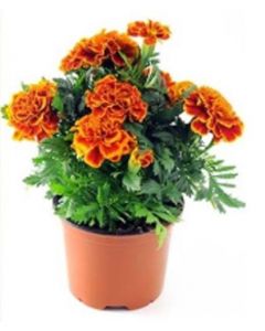 Tagetes (Craite)