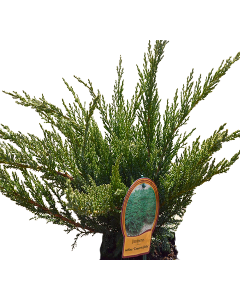 Ienupar Tamariscifolia - Juniperus Sabina 'Tamariscifolia'