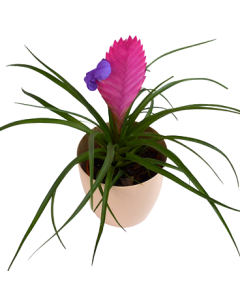 Tillandsia Cyanea