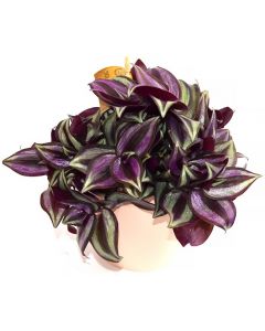 Tradescantia