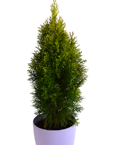 Tuia Occidentalis - Thuja Occidentalis