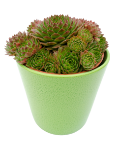 Urechelnita - Sempervivum Tectorum