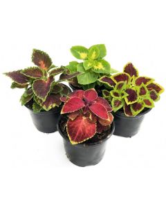 Coleus – Urzicuta Decorativa