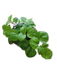 Plectranthus verticillatus - Iedera Suedeza (Swedish Ivy)