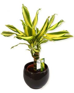 Dracena - Dracaena Yellow Coast