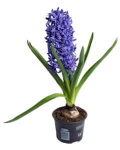 Zambila - Hyacinthus Orientalis