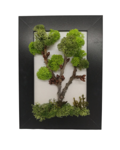 Aranjament licheni, cod ARL05
