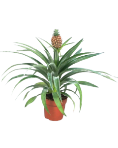 Ananas - Ananas Comosus