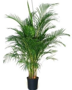 Palmier Areca XXL - Chrysalidocarpus Lutescens