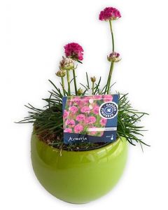 Armeria - Armeria Maritima