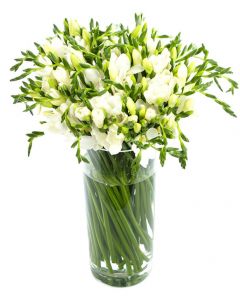 Buchet frezii albe, cod BF07