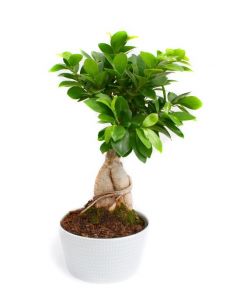 Bonsai Ficus Ginseng