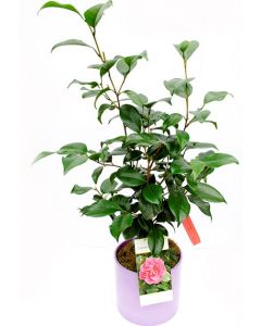 Camelia - Camellia Japonica