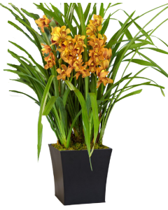 Orhidee Cymbidium