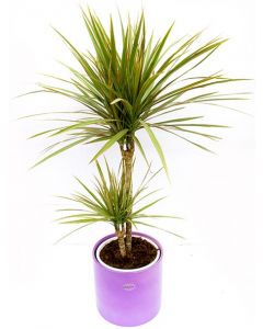 Dracena bicolora cu 2 tulpini - Dracaena Bicolor