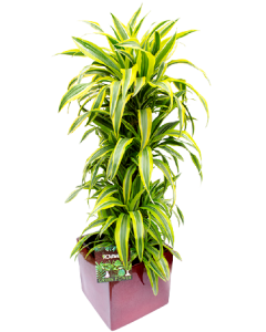 Dracena Lemon - Dracaena Deremensis Lemon Lime