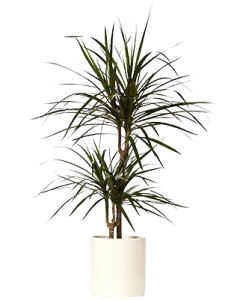 Dracena Marginata cu 2 tulpini