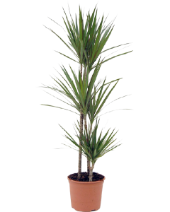 Dracena Marginata cu 3 tulpini