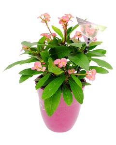 Euphorbia, Coronita lui Iisus - Euphorbia Milii