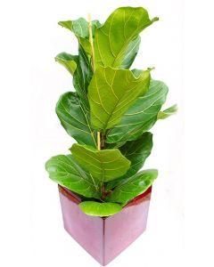 Falsul Smochin - Ficus Lyrata