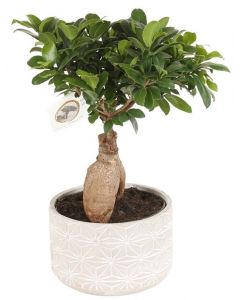 Ficus Microcarpa Ginseng - Bonsai