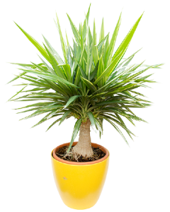Yucca Jewel - Yucca Elephantipes