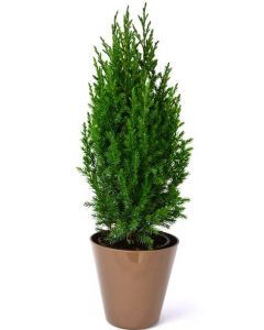Ienupar Chinensis - Juniperus Chinensis